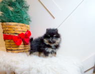 8 week old Pomeranian Puppy For Sale - Simply Southern Pups