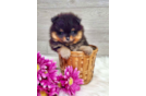 Pomeranian Puppy for Adoption