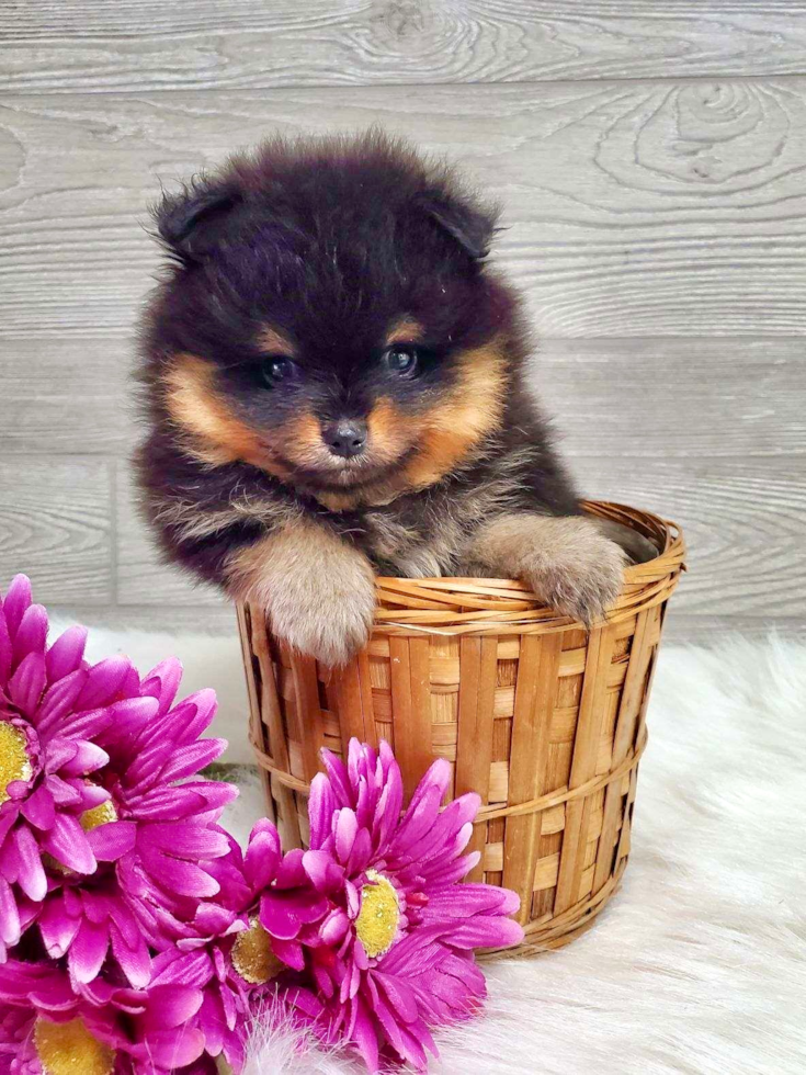 Pomeranian Puppy for Adoption