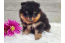 Cute Pomeranian Baby