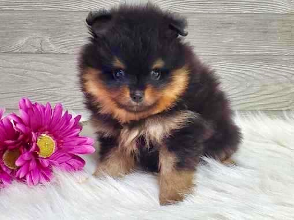 Cute Pomeranian Baby