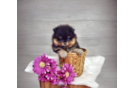 Pomeranian Pup Being Cute