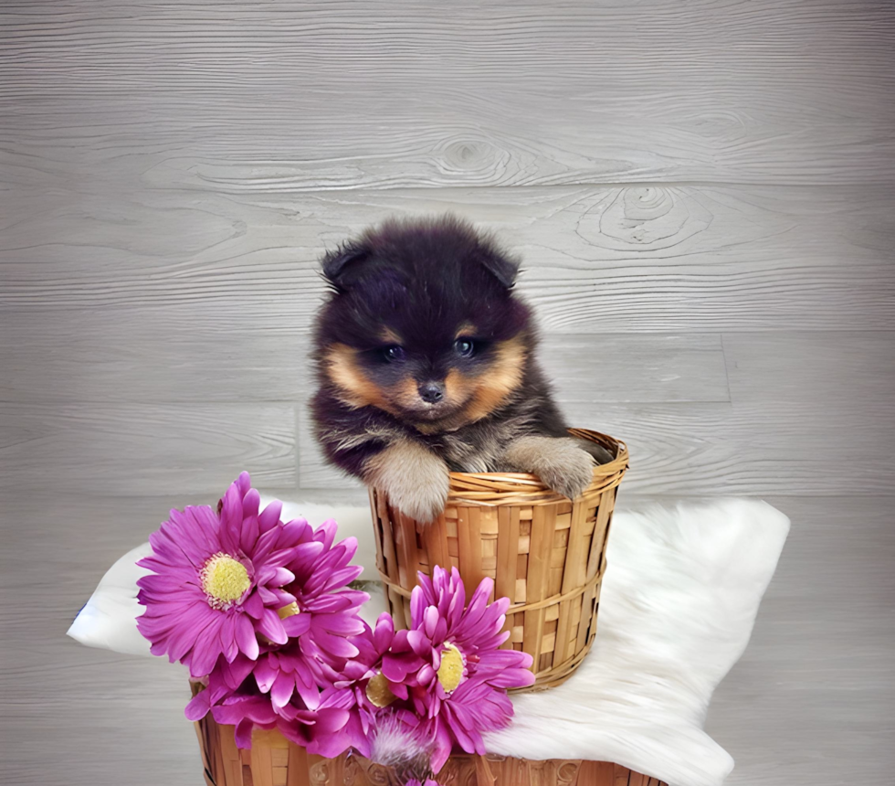 Pomeranian Pup Being Cute