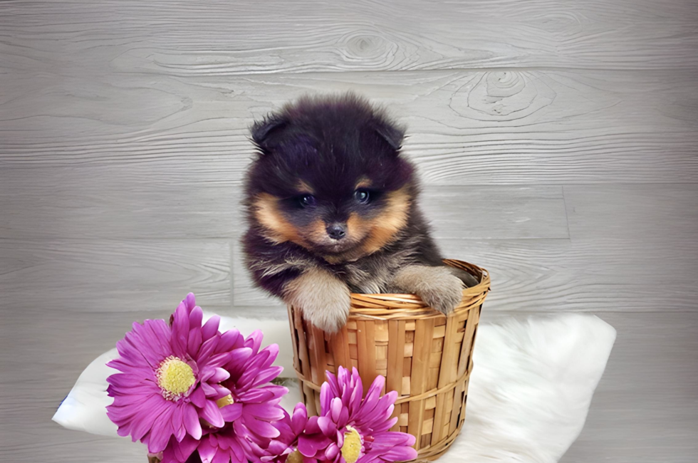 6 week old Pomeranian Puppy For Sale - Simply Southern Pups