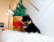 8 week old Pomeranian Puppy For Sale - Simply Southern Pups