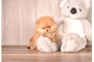 Pomeranian Puppy for Adoption