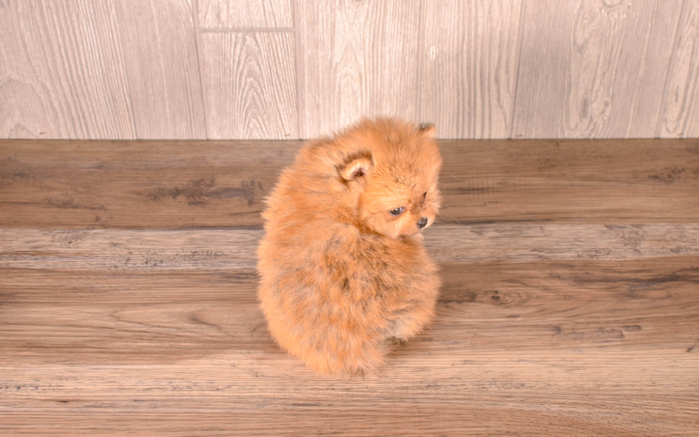 Pomeranian Pup Being Cute