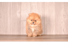 Best Pomeranian Baby