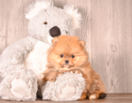 6 week old Pomeranian Puppy For Sale - Simply Southern Pups