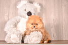 Cute Pomeranian Purebred Pup