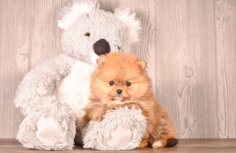 Cute Pomeranian Purebred Pup