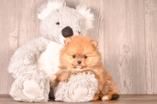 Cute Pomeranian Purebred Pup