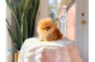 Best Pomeranian Baby