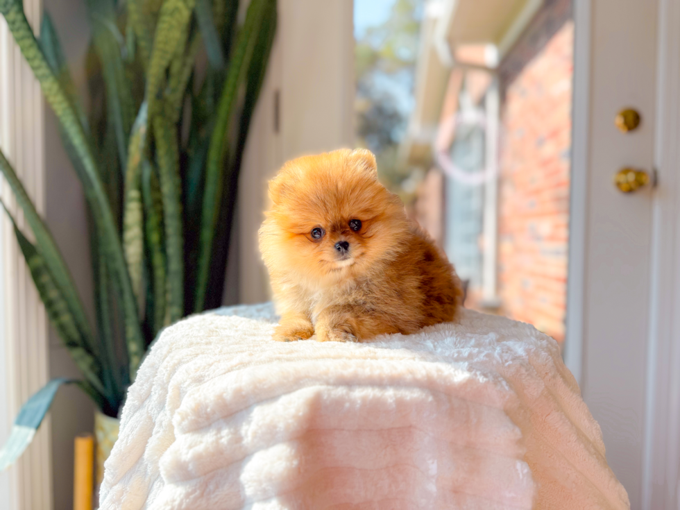 Best Pomeranian Baby