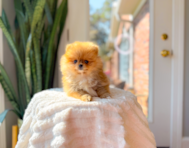 8 week old Pomeranian Puppy For Sale - Simply Southern Pups