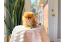 Cute Pomeranian Baby