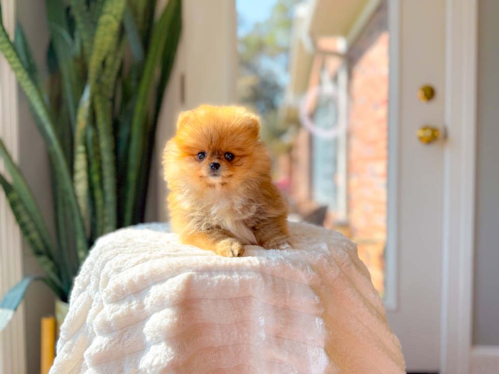 Cute Pomeranian Baby