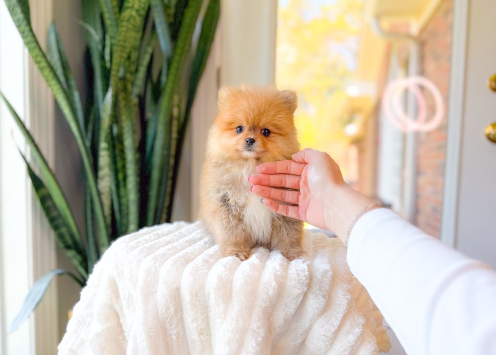 Cute Pomeranian Purebred Pup