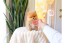 Cute Pomeranian Baby