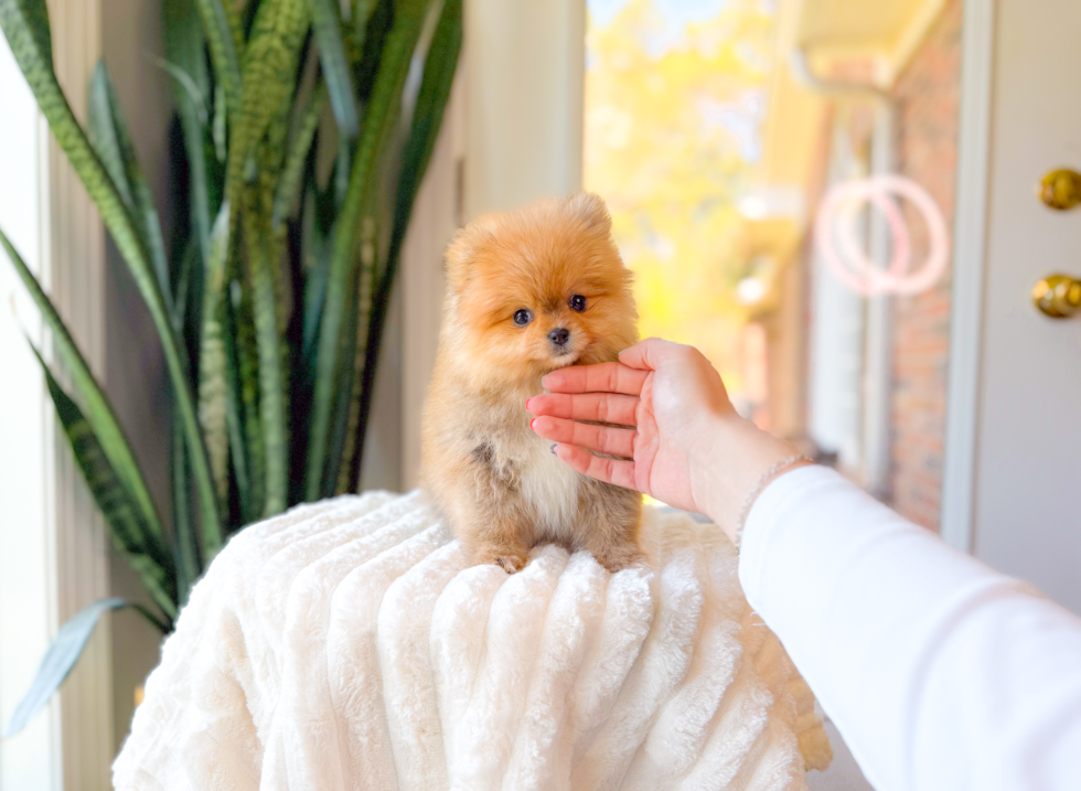 Cute Pomeranian Baby