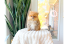 Pomeranian Pup Being Cute
