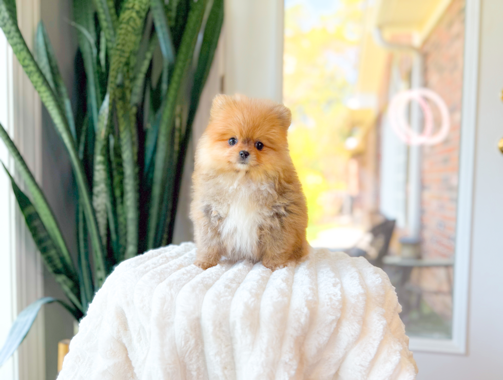 Pomeranian Pup Being Cute