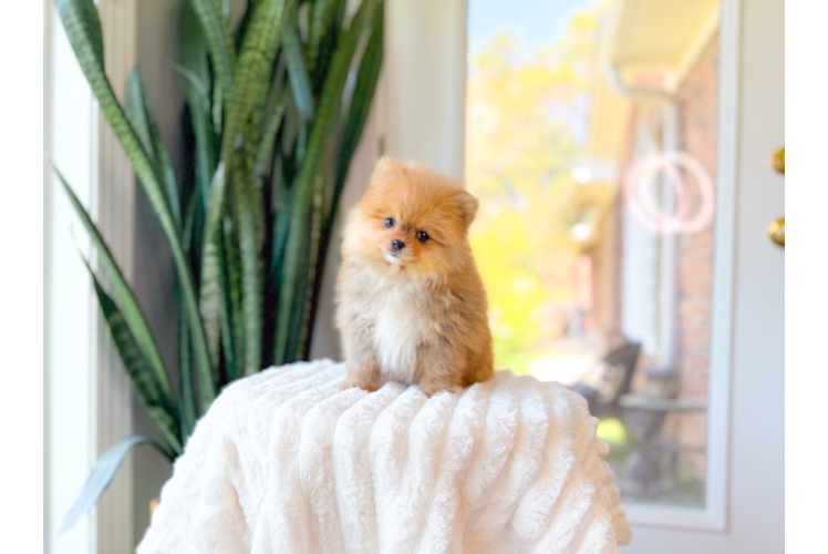 Cute Pomeranian Purebred Pup