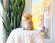 8 week old Pomeranian Puppy For Sale - Simply Southern Pups