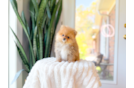 Cute Pomeranian Purebred Pup