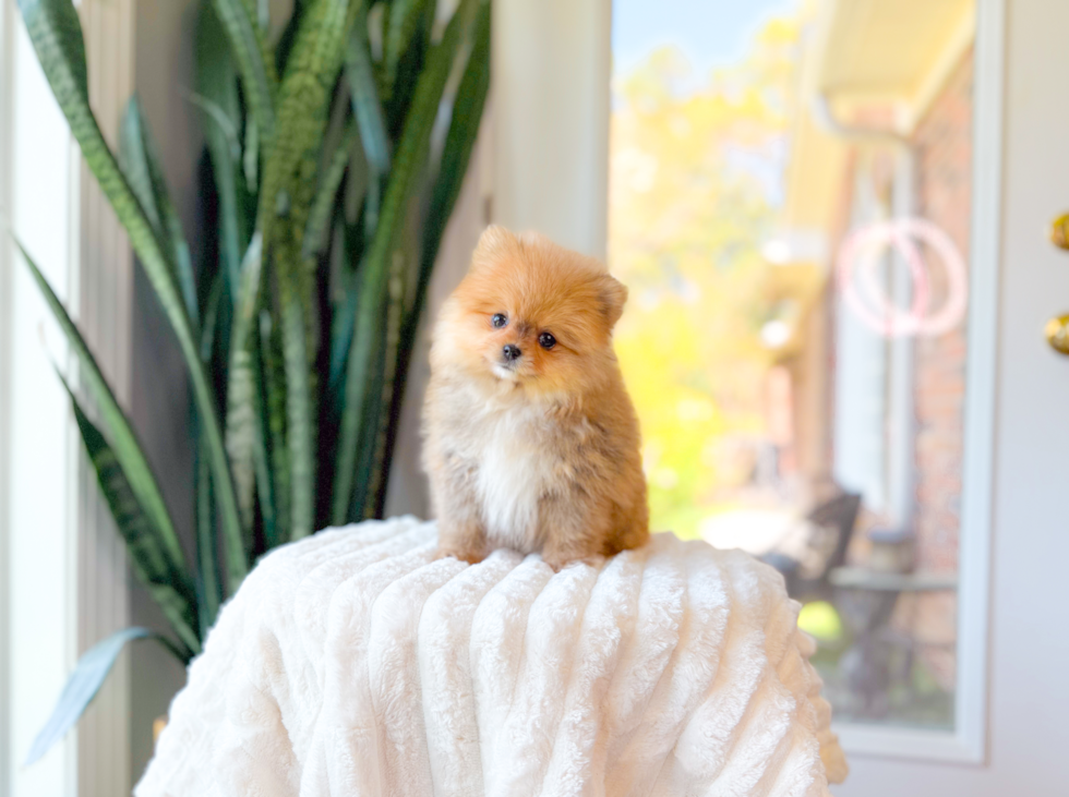 Cute Pomeranian Purebred Pup