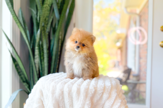 Cute Pomeranian Purebred Pup