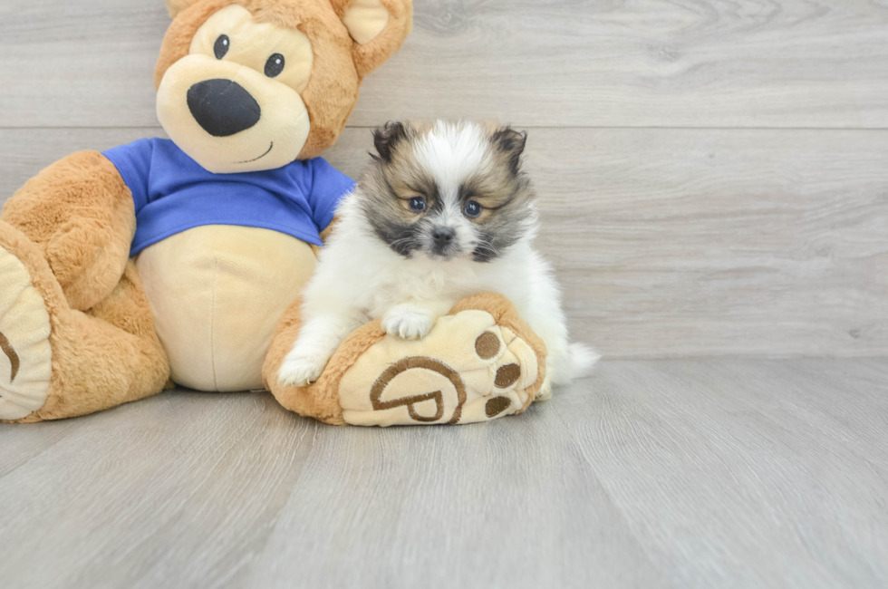 5 week old Pomeranian Puppy For Sale - Simply Southern Pups
