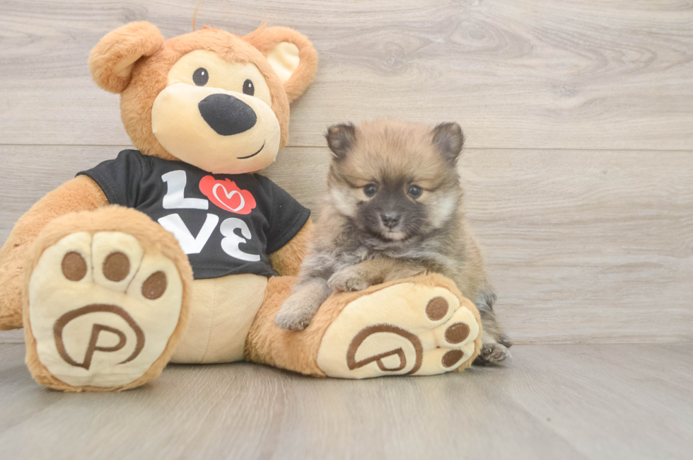 5 week old Pomeranian Puppy For Sale - Simply Southern Pups