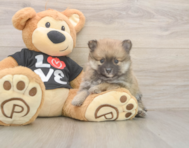 8 week old Pomeranian Puppy For Sale - Simply Southern Pups 8 week old Pomeranian Puppy For Sale - Simply Southern Pups