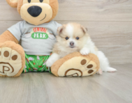 8 week old Pomeranian Puppy For Sale - Simply Southern Pups