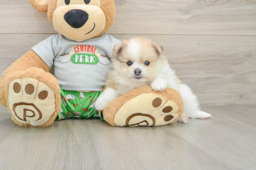 Sweet Deutscher Spitz Purebred Puppy