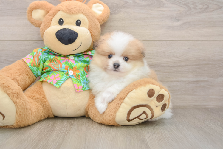 Pomeranian Pup Being Cute