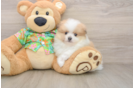 Pomeranian Pup Being Cute