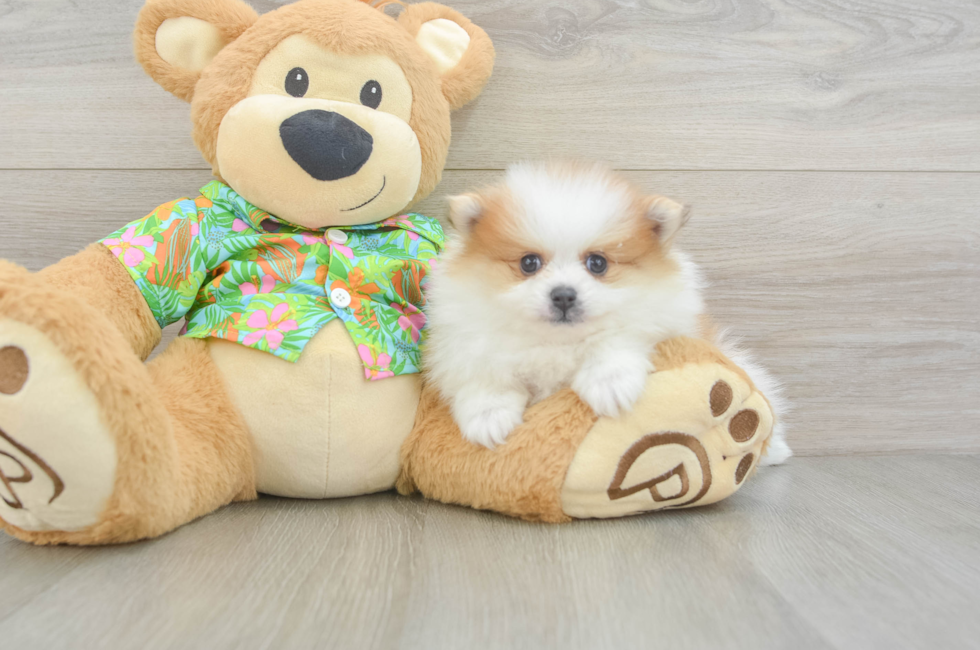 6 week old Pomeranian Puppy For Sale - Simply Southern Pups