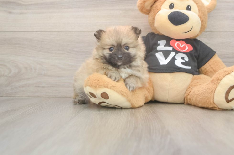5 week old Pomeranian Puppy For Sale - Simply Southern Pups
