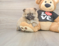 8 week old Pomeranian Puppy For Sale - Simply Southern Pups 8 week old Pomeranian Puppy For Sale - Simply Southern Pups