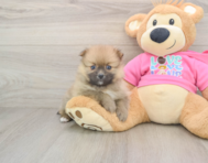 7 week old Pomeranian Puppy For Sale - Simply Southern Pups