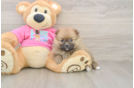 Pomeranian Pup Being Cute