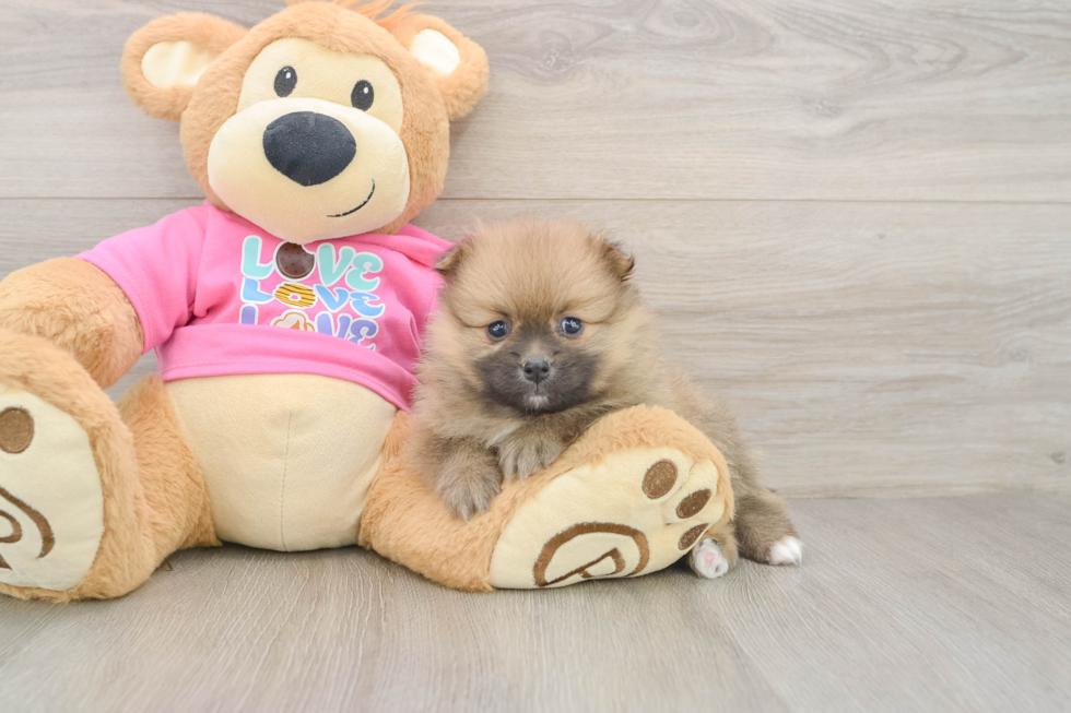 Pomeranian Pup Being Cute