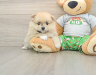 8 week old Pomeranian Puppy For Sale - Simply Southern Pups