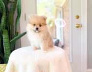 9 week old Pomeranian Puppy For Sale - Simply Southern Pups