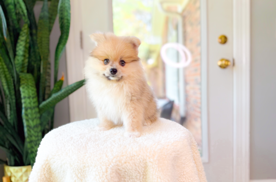 Pomeranian Puppy for Adoption