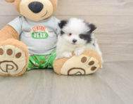 7 week old Pomeranian Puppy For Sale - Simply Southern Pups