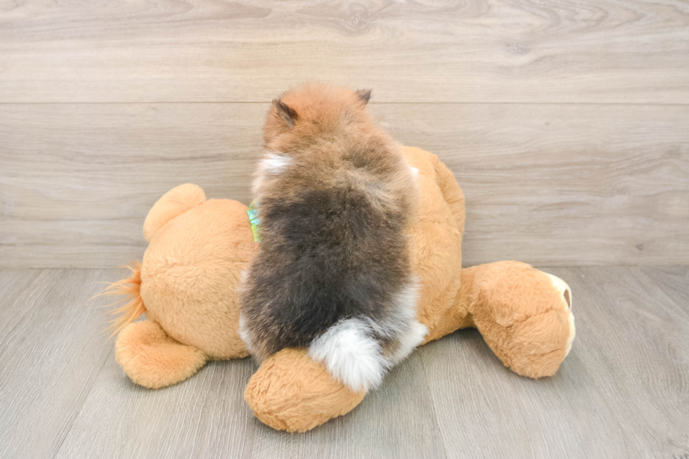 Funny Pomeranian Purebred Pup