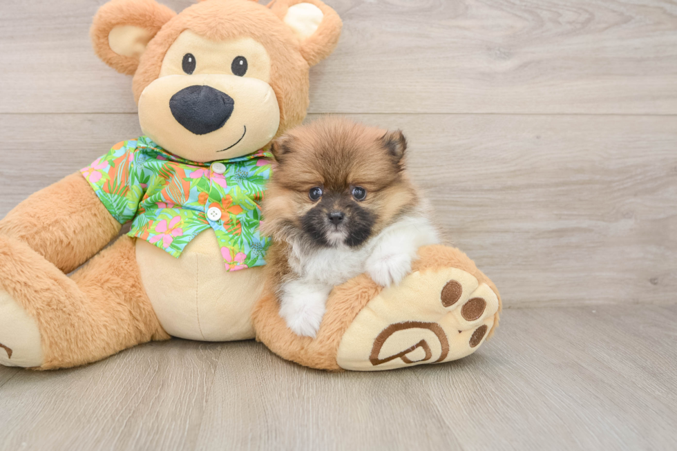 Best Pomeranian Baby